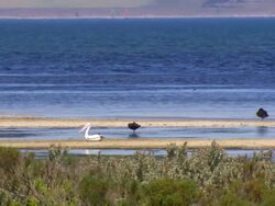 MS Shot of Marsh and pelican / Werribee, Victoria, Australia Stock Footage