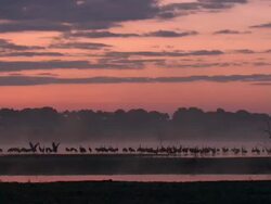 European Cranes (Grus grus), North East Extremadura in Dehesa. The cranes migrate south in winter from Scandinavia and Northern Europe to Spain and roost in large numbers mainly on lake shores. They feed in the dehesas on acorns and invertebrates. Stock Footage