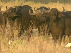 MS Shot of buffalo herd grazing in tall grass / Okavango Delta, North-West District, Botswana Stock Footage
