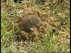Dung beetle pulling dung ball into hole, South India Stock Footage