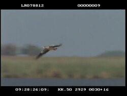 MS Egyptian goose (Alopochen aegypticus) pair flying, camera follows one Stock Footage