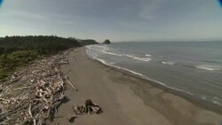 Dead timber litters a wooded coastline. Stock Footage