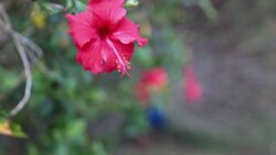 Hawaiian hibiscus, Kauai, Hawaii Stock Footage