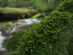Lush Green Moss Stock Footage