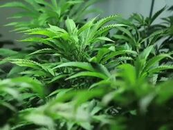 Marijuana Stock Footage