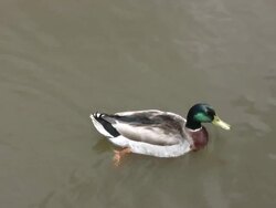 Duck Swimming HD Stock Footage