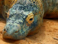 Monitor Lizard in the Sand Stock Footage