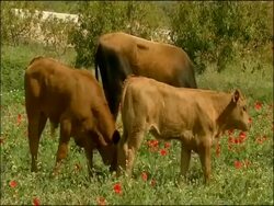 Cattle grazing in meadow, Alcaucin, Malaga, Andalusia, Southern Spain. Retinta cattle: They are an endemic Spanish breed used for the last 2000 years or more and found through the southern provinces of Extremadura and Andalucia. Stock Footage