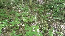 HD: Discovering The Forest Stock Footage