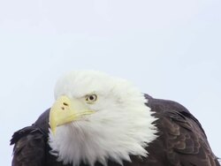 CU Bald Eagle head / Boise, Idaho, United States Stock Footage