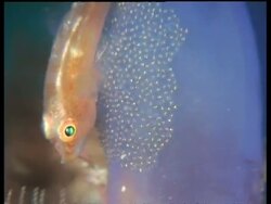 CU Many Host Goby with eggs on Sea Squirt, Mabul, Borneo, Malaysia Stock Footage