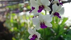 orchids Stock Footage