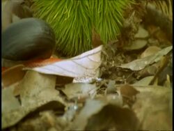 CU time lapse red bodied snail moving over open seeds and leaf litter, Western Ghats, India Stock Footage