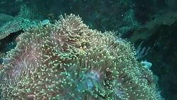 Anemone and resident False Clownfish in Raja Ampat, Indonesia Stock Footage