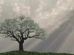 Cherry tree on a hill with rays of light Stock Footage