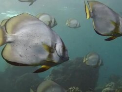 Batfish Stock Footage