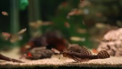 Aquarium full of colorfull fish Stock Footage