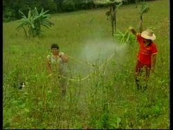 COLOMBIA: COCA PLANTS &amp; COCAINE  (V) News Clip