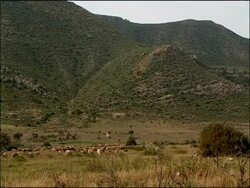 Scenic with sheep (Ovis aries), Cabo de Gata, Andalucia, Spain Stock Footage