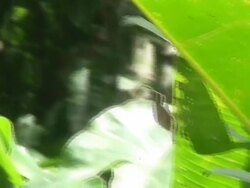 Hummingbird in palm Stock Footage