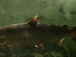 Swimming fish Stock Footage