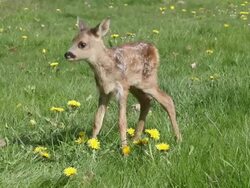 MS Deer licking in meadow / Vieux Pont, Normandy, France Stock Footage