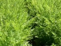 MS View of carrot leaves in field / Koblenz, Rhineland-Palatinate, Germany Stock Footage
