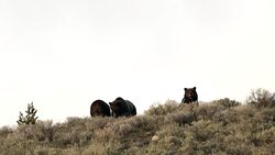 WS shot of 3 large grizzly bears (Ursus arctos) walking through the sagebrush in early spring Stock Footage