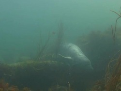 Grey Seal Stock Footage