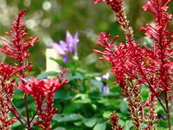 Hummingbird on Red Flowers in Slow Motion Stock Footage