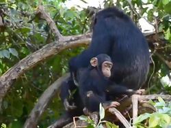Mother and child chimpanzee Stock Footage