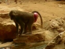 Monkey Stock Footage