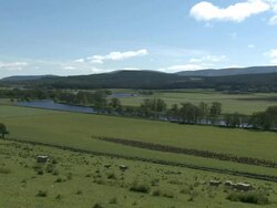 WS Sheep in grassy field near river / Nethy Bridge, Speyside, Scotland Stock Footage