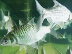 Freshwater Fish Stock Footage