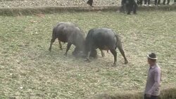 CLEAN : Miao people celebrate the Spring Festival News Clip