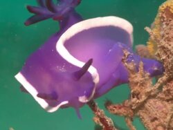 Nudibranch, purple with white edge, Hypselodoris, Borneo, Malaysia, Southeast Asia Stock Footage