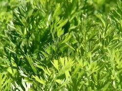 CU View of carrot leaves in field / Koblenz, Rhineland-Palatinate, Germany Stock Footage
