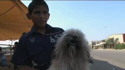 Dog show causes controversy News Clip