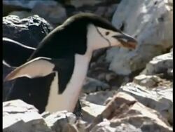MS Chinstrap penguin, Pygoscelis antarcticus, carrying rock in beak, Antarctica Stock Footage