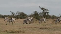 Zebras grazing on Ol Pejeta Conservancy News Clip