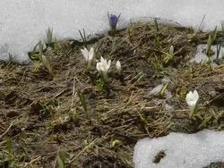 snow melting, crocuses opening Stock Footage