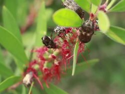Bugs on flower Stock Footage