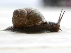 Snail Stock Footage