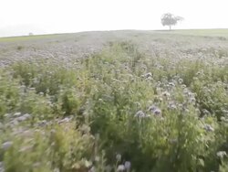 Aerial W/S, Atmospheric Flowers and a tree Stock Footage