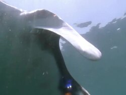 CU Manta Ray swimming / Guanacaste, Costa Rica Stock Footage