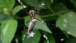 spider on web eating insect Stock Footage