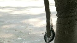 closed up Elephants Stock Footage