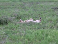 Lionesses Laying Down, Rolling On Back Stock Footage