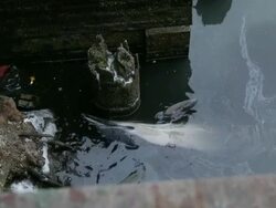 Trapped dolphin at Wounded Dolphin Stuck In Pollut Stock Footage