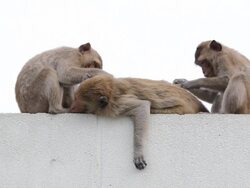 Monkey's Grooming Stock Footage